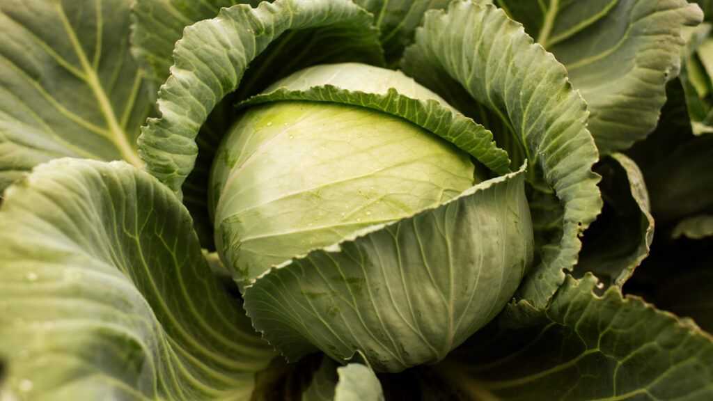 Cabbage-Best Foods For Ulcer